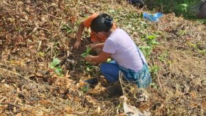 Dos personas arrodilladas en suelo cubierto de hojas secas y paja, plantando o cuidando pequeñas plantas verdes. Una persona lleva camiseta blanca y pantalón azul, mientras otra usa camiseta naranja. El área está rodeada de materia orgánica seca, hojas caídas y se observan algunas bolsas azules en el fondo. Varias plantas pequeñas están visibles creciendo entre el mantillo natural.