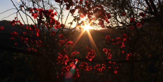 A photograph of the setting sun shining through red-pink flowers and dark branches.