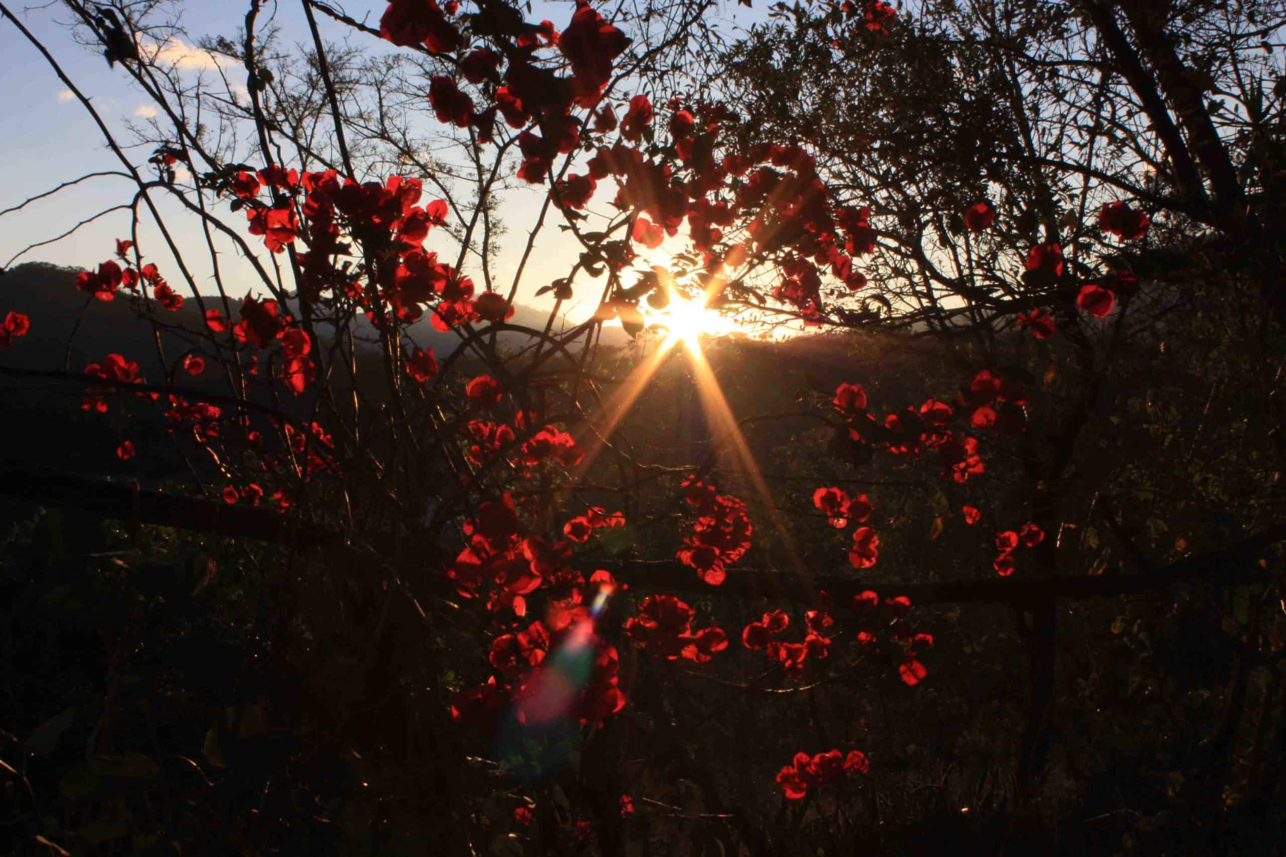 A photograph of the setting sun shining through red-pink flowers and dark branches.