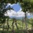 Vista de un paisaje montañoso enmarcado por árboles y una cerca rústica de madera en primer plano. El cielo está parcialmente nublado y el valle abajo está cubierto de vegetación verde.