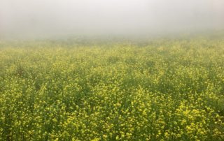 Photograph of a field with small yellow flowers covered by a layer of fog in the entrance of Chicabal lagoon.