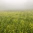 Photograph of a field with small yellow flowers covered by a layer of fog in the entrance of Chicabal lagoon.