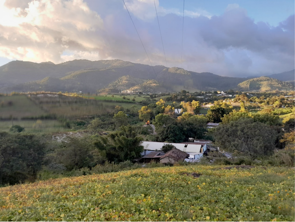 Panoramic view of a field, green grass that are bean plantations, green mountains in the background and a shining sun hiding behind white/blue clouds.