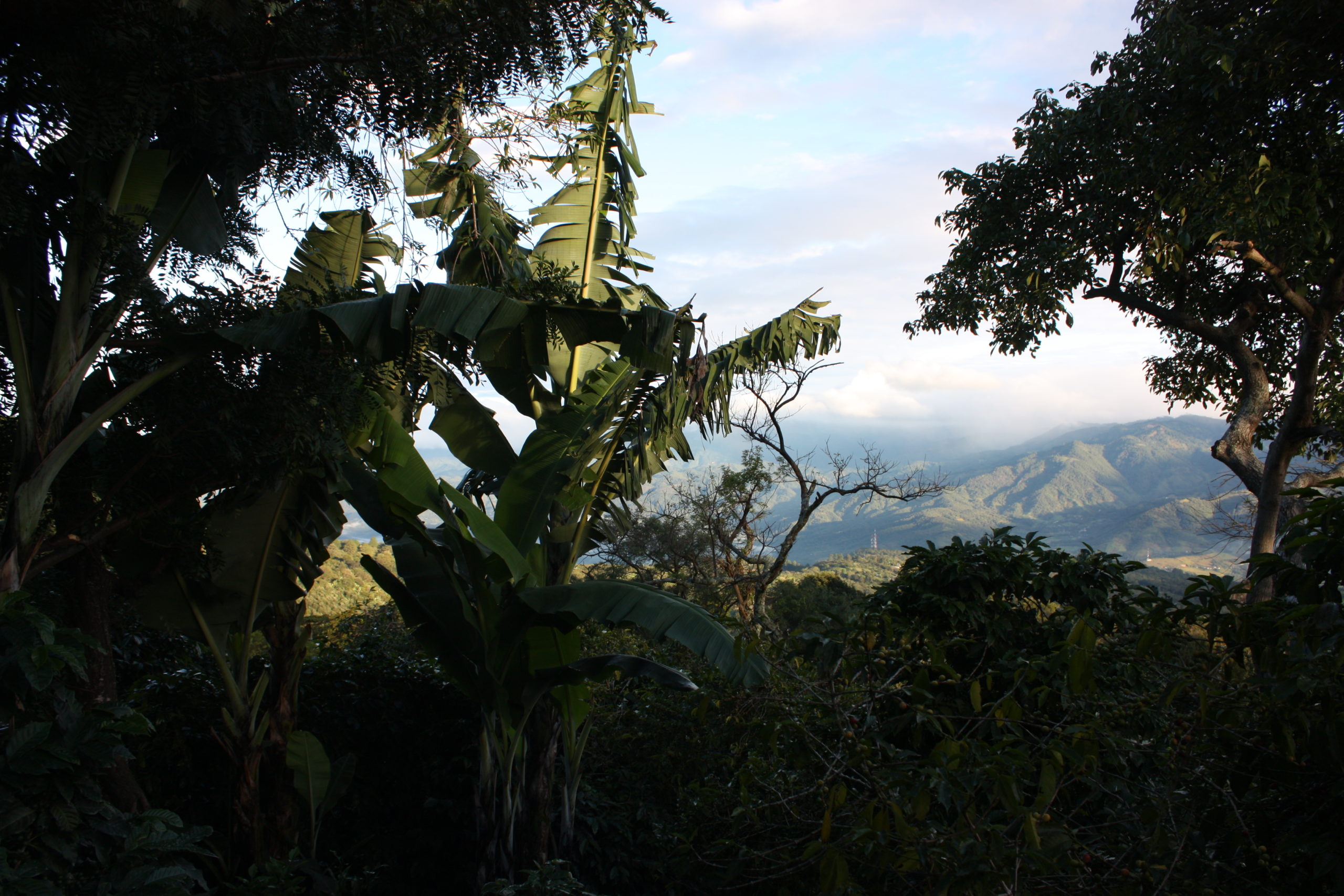 Photograph of shadowed trees looking over a hilly vista.