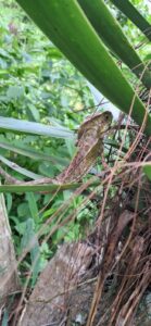 Una iguana café-verde se siente en la hoja de una planta verde, con raíces abajo y más plantas en el fondo.