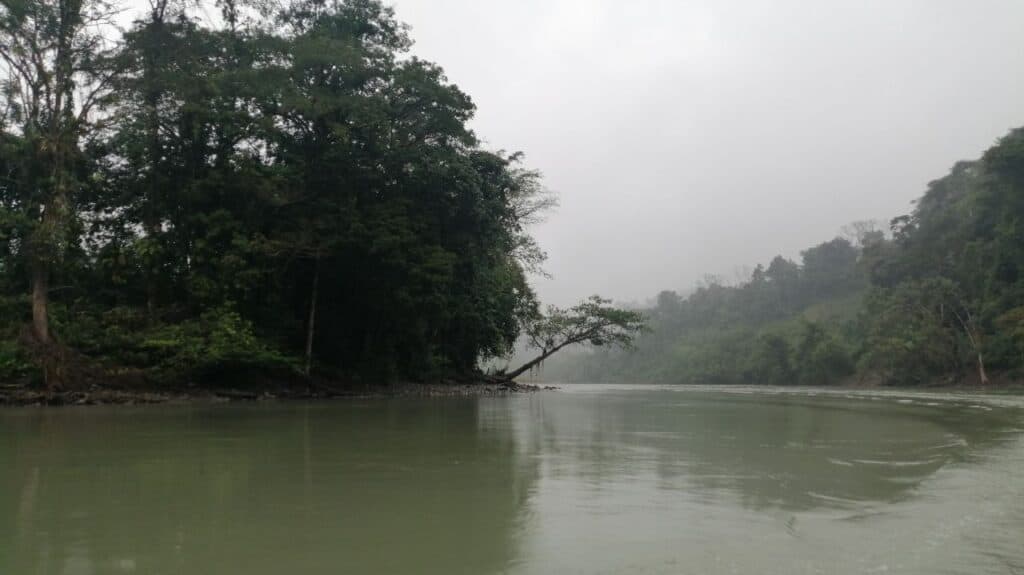 Photography that depicts a biig tree in the left, a green river and more trees in the background