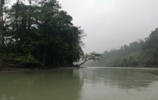 Photography that depicts a biig tree in the left, a green river and more trees in the background
