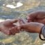 Primer plano de dos pares de manos sobre las aguas poco profundas y soleadas del río. Una persona parece estar mostrando o pasando con delicadeza un pequeño objeto, posiblemente una diminuta criatura acuática o un granito, a la otra.
