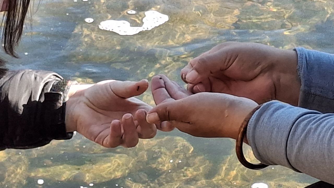 Primer plano de dos pares de manos sobre las aguas poco profundas y soleadas del río. Una persona parece estar mostrando o pasando con delicadeza un pequeño objeto, posiblemente una diminuta criatura acuática o un granito, a la otra.