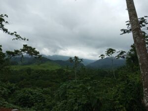 In the foreground of the image, there is a thick, dark green jungle. In the background there are rolling green hills and a low, gray cloudy sky.
